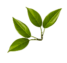 Kenyan tea leaves